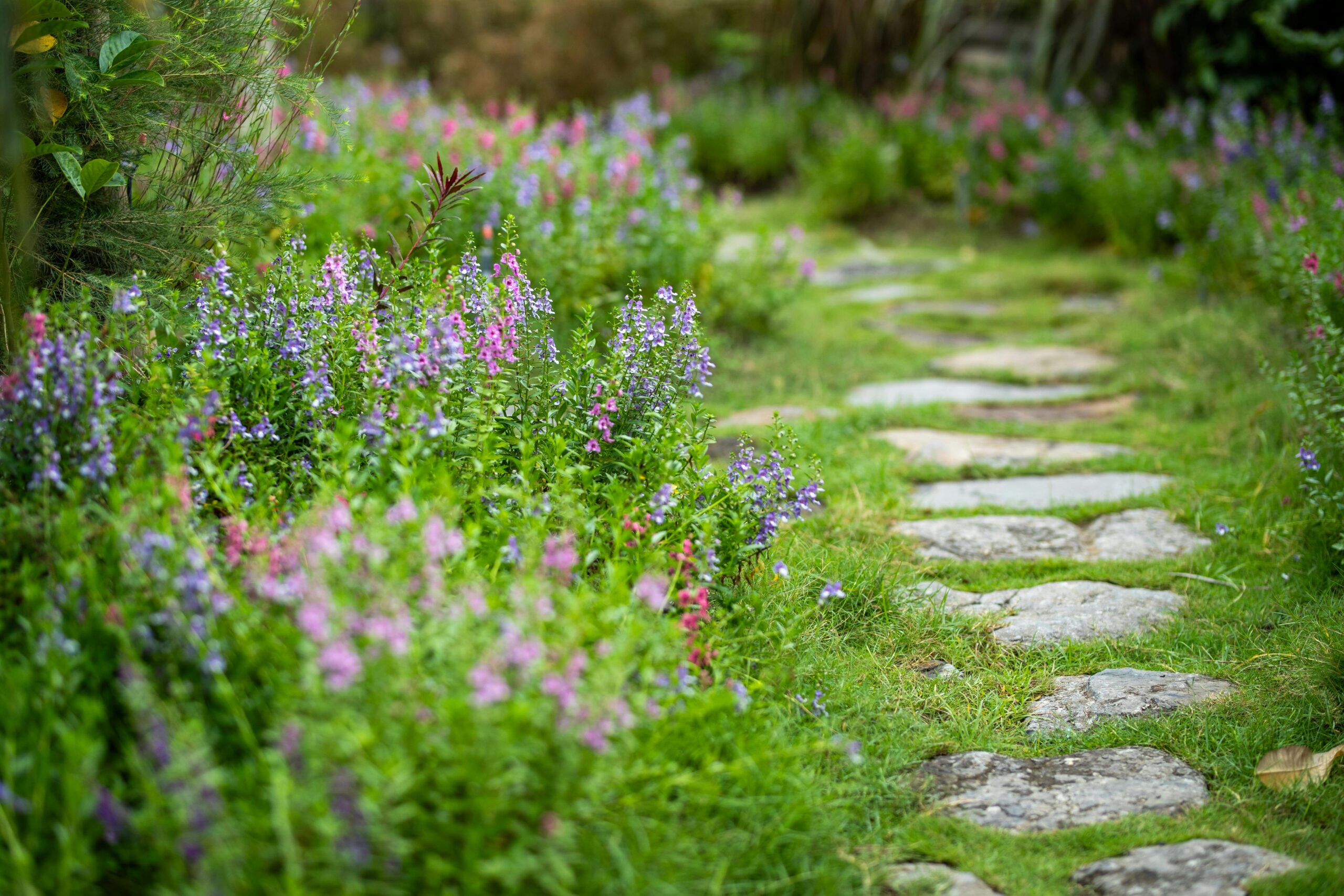 a field full of colorful flowers and rocks